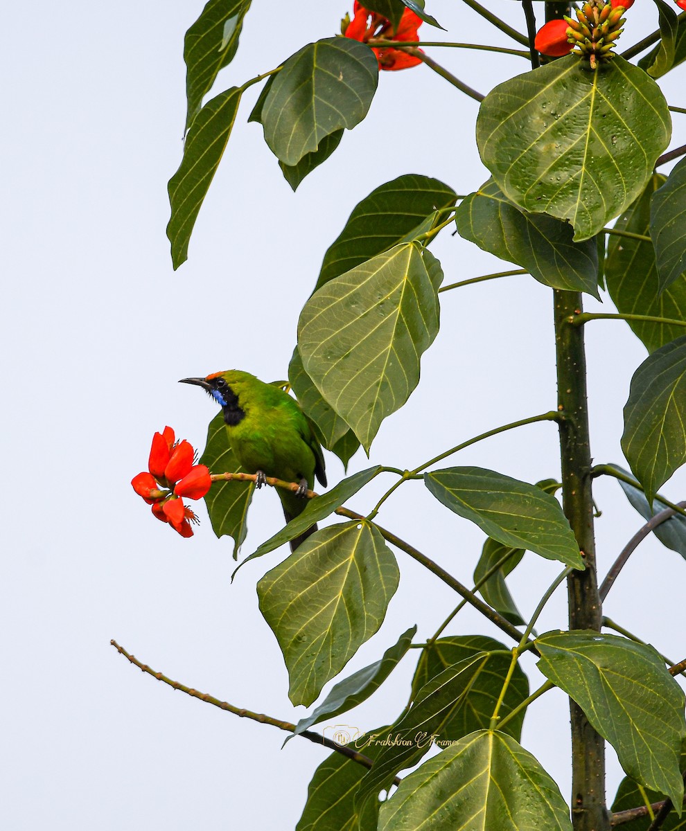 Golden-fronted Leafbird - ML614852821