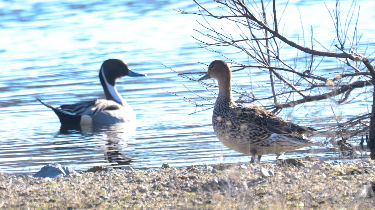 Northern Pintail - ML614852830