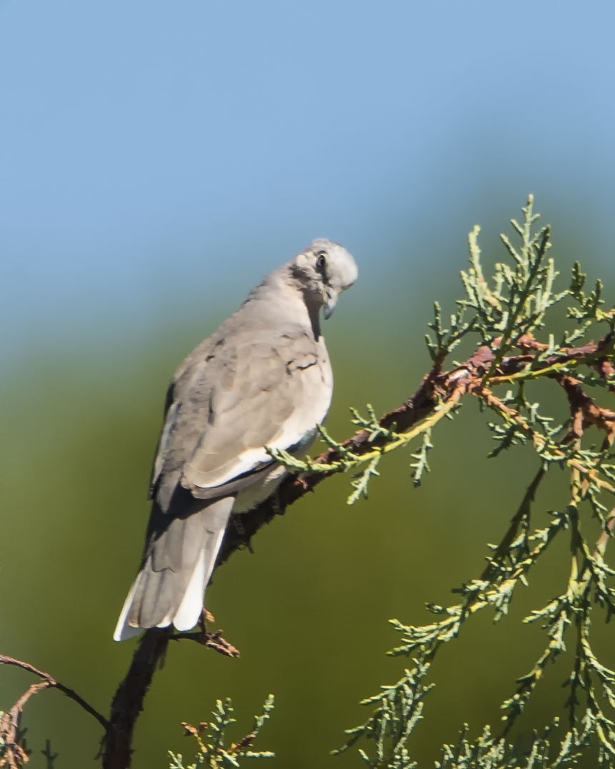 Picui Ground Dove - ML614852869