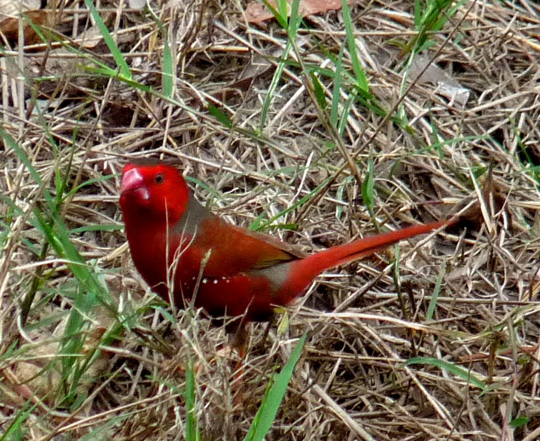 Crimson Finch - Arden Anderson