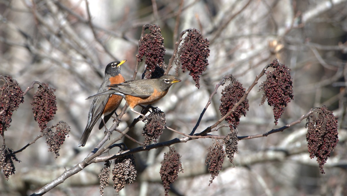 Странствующий дрозд - ML614852894