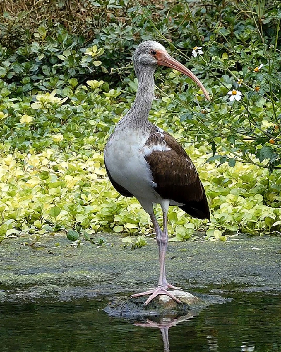 White Ibis - Gaby Serrano