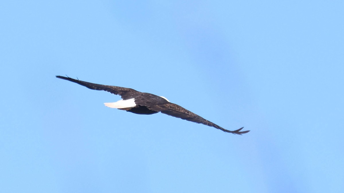 Bald Eagle - ML614852904