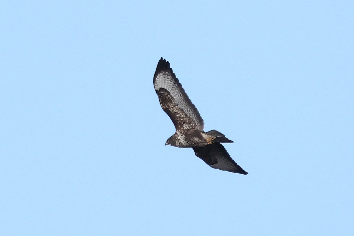 Common Buzzard - Dave Curtis