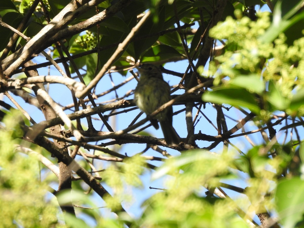 Euler's Flycatcher (Euler's) - ML614853060