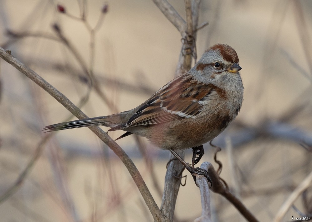 American Tree Sparrow - Carl & Judi Manning