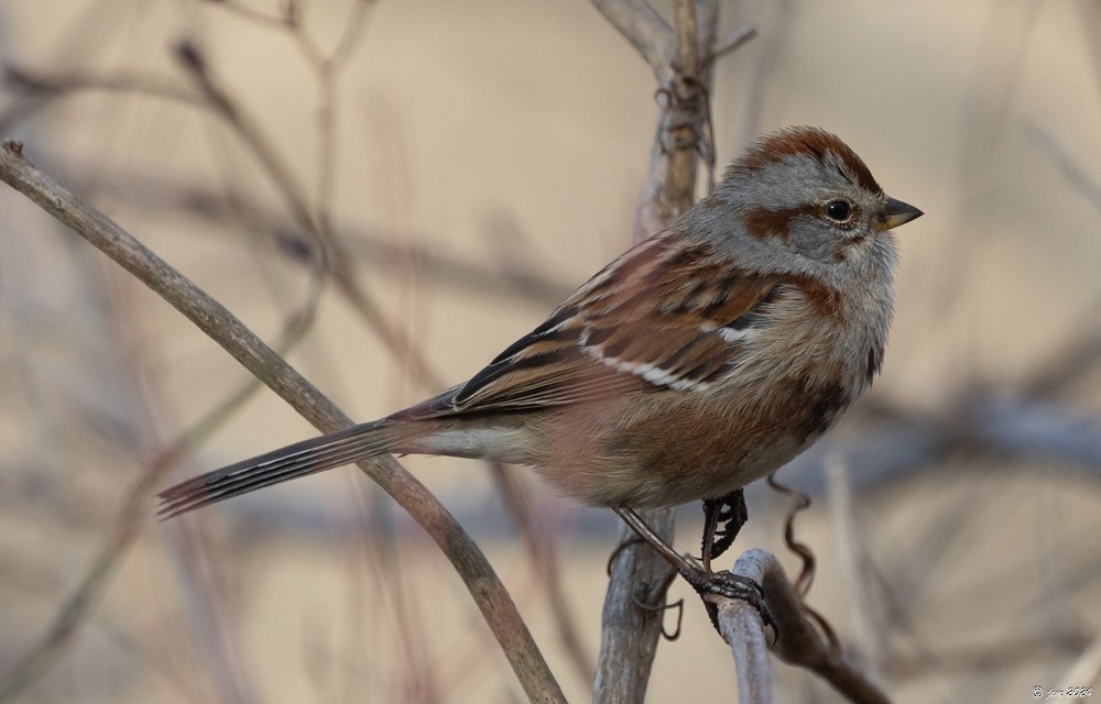 American Tree Sparrow - ML614853104