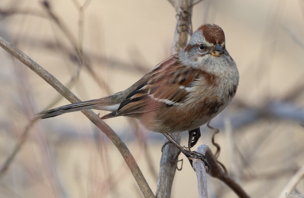 American Tree Sparrow - Carl & Judi Manning