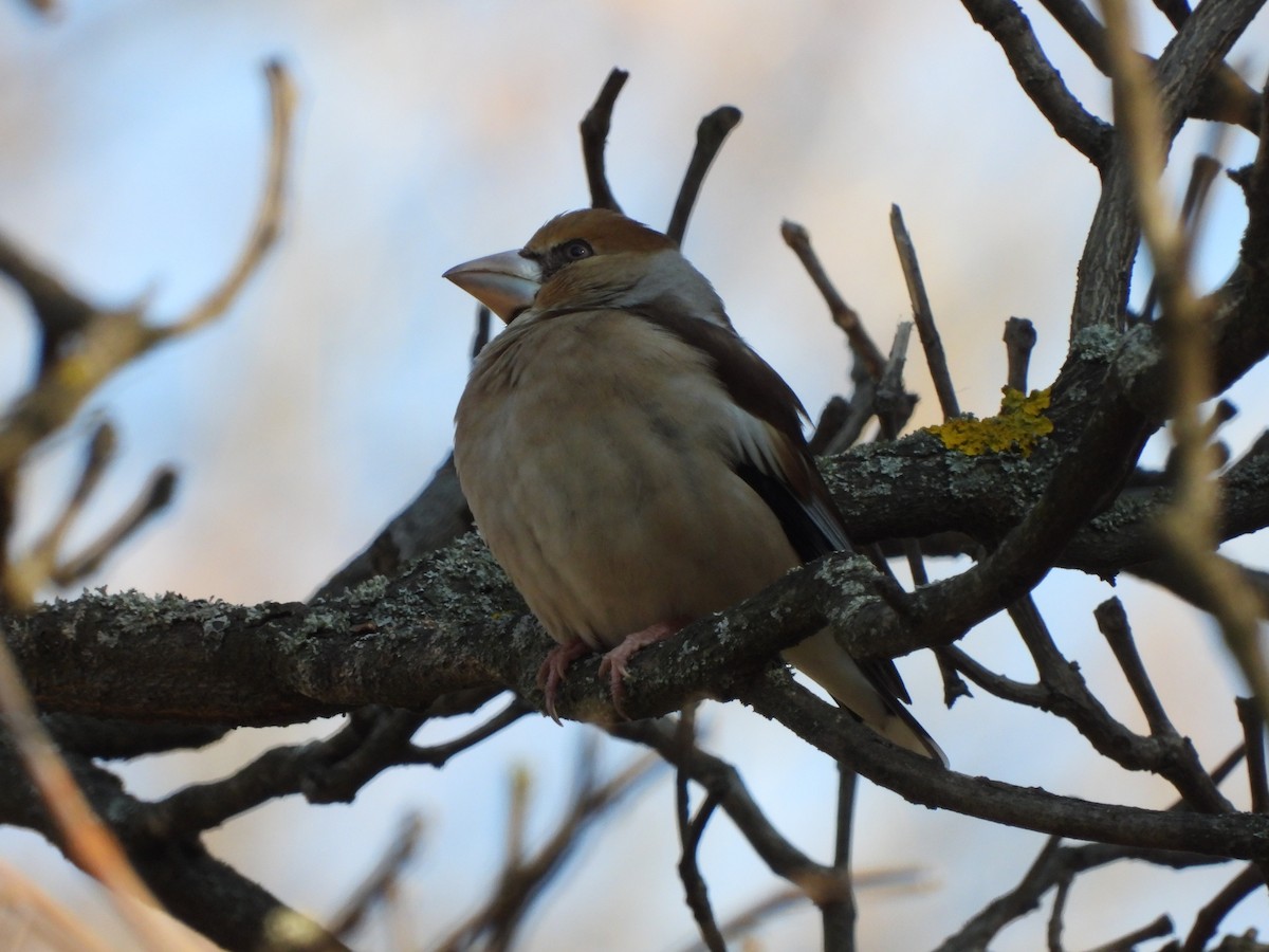 Hawfinch - ML614853129