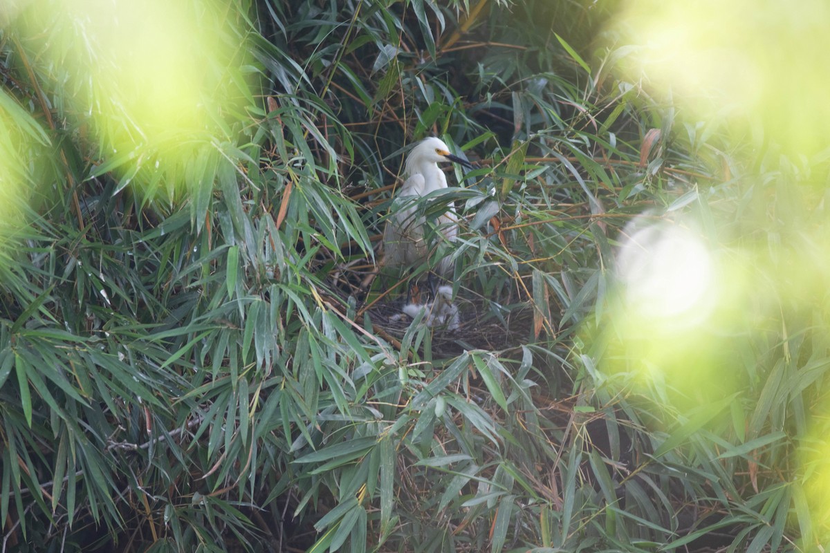 Snowy Egret - ML614853212