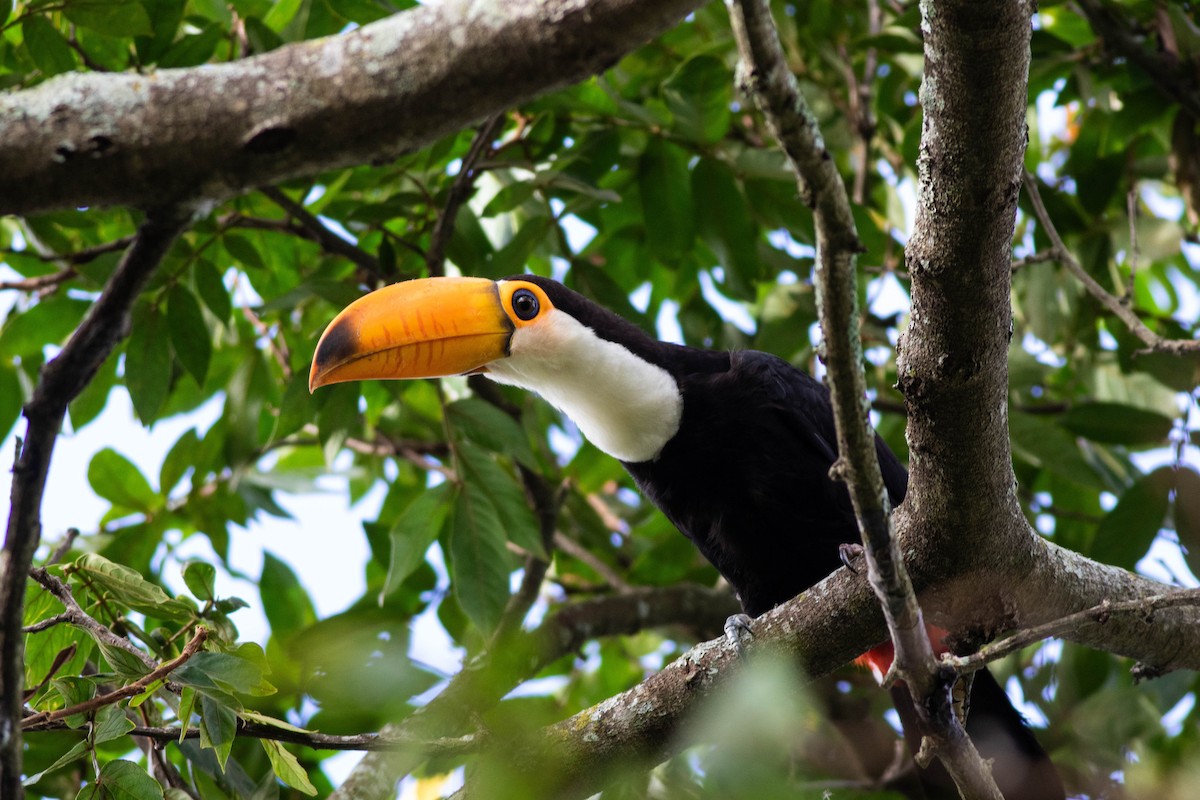 Toco Toucan - ML614853226