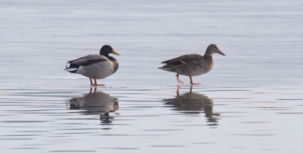 Canard colvert - ML614853231