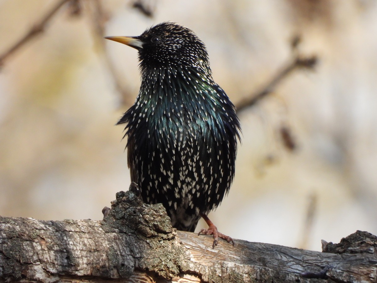 European Starling - ML614853234