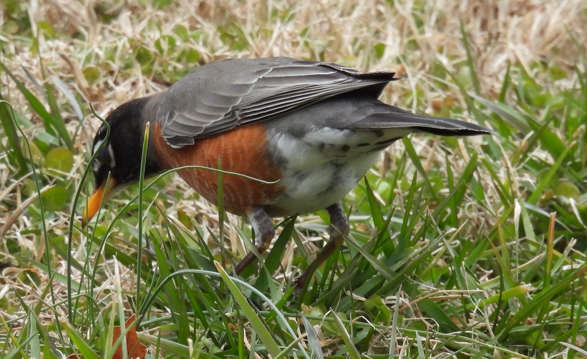 Zozo papargorria - ML614853247