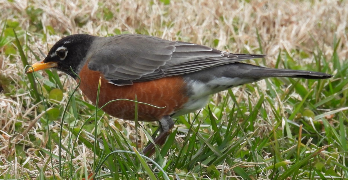 Zozo papargorria - ML614853248