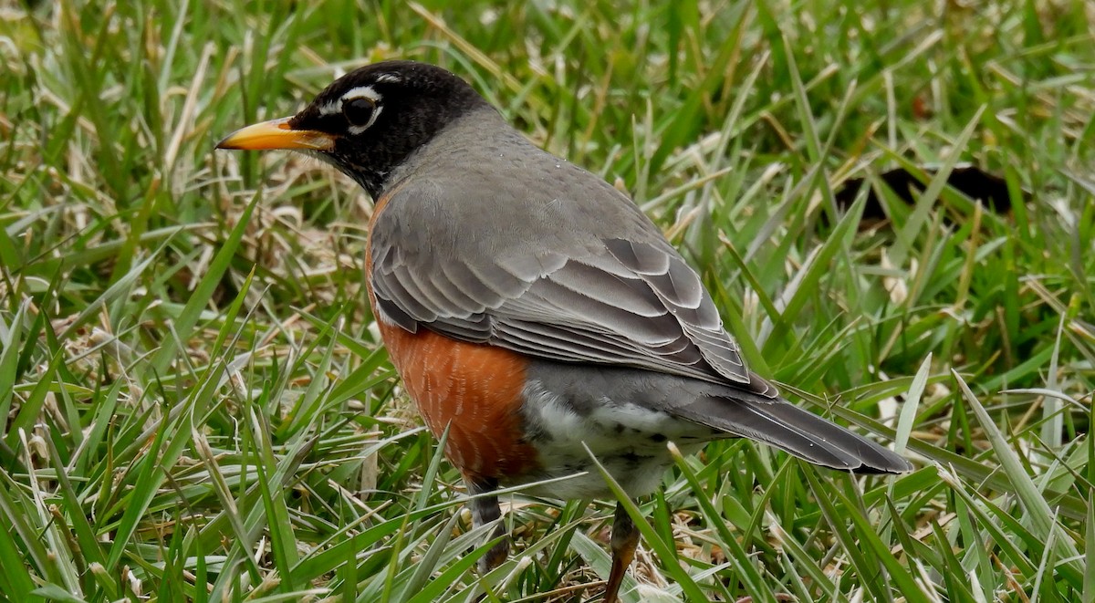 Zozo papargorria - ML614853249