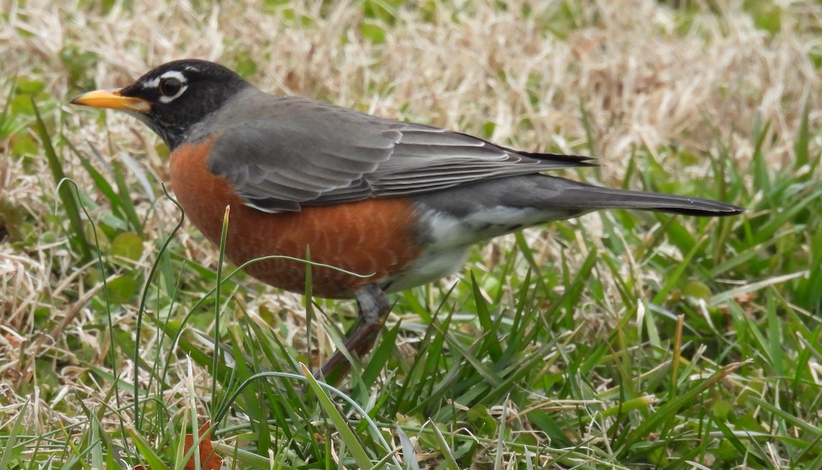 Zozo papargorria - ML614853250