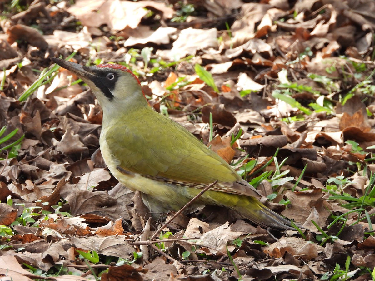 Eurasian Green Woodpecker - ML614853266