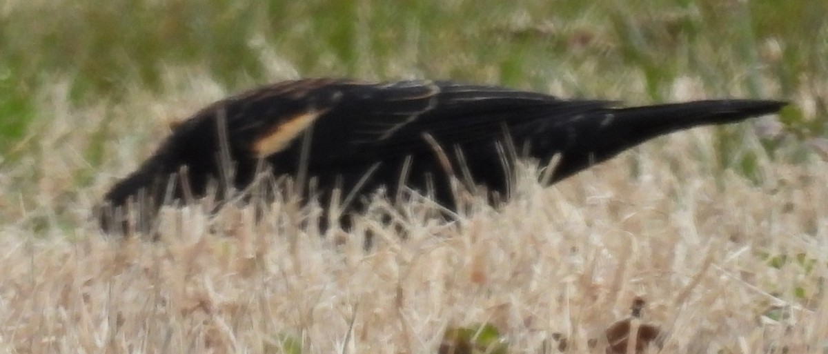 Red-winged Blackbird - ML614853267