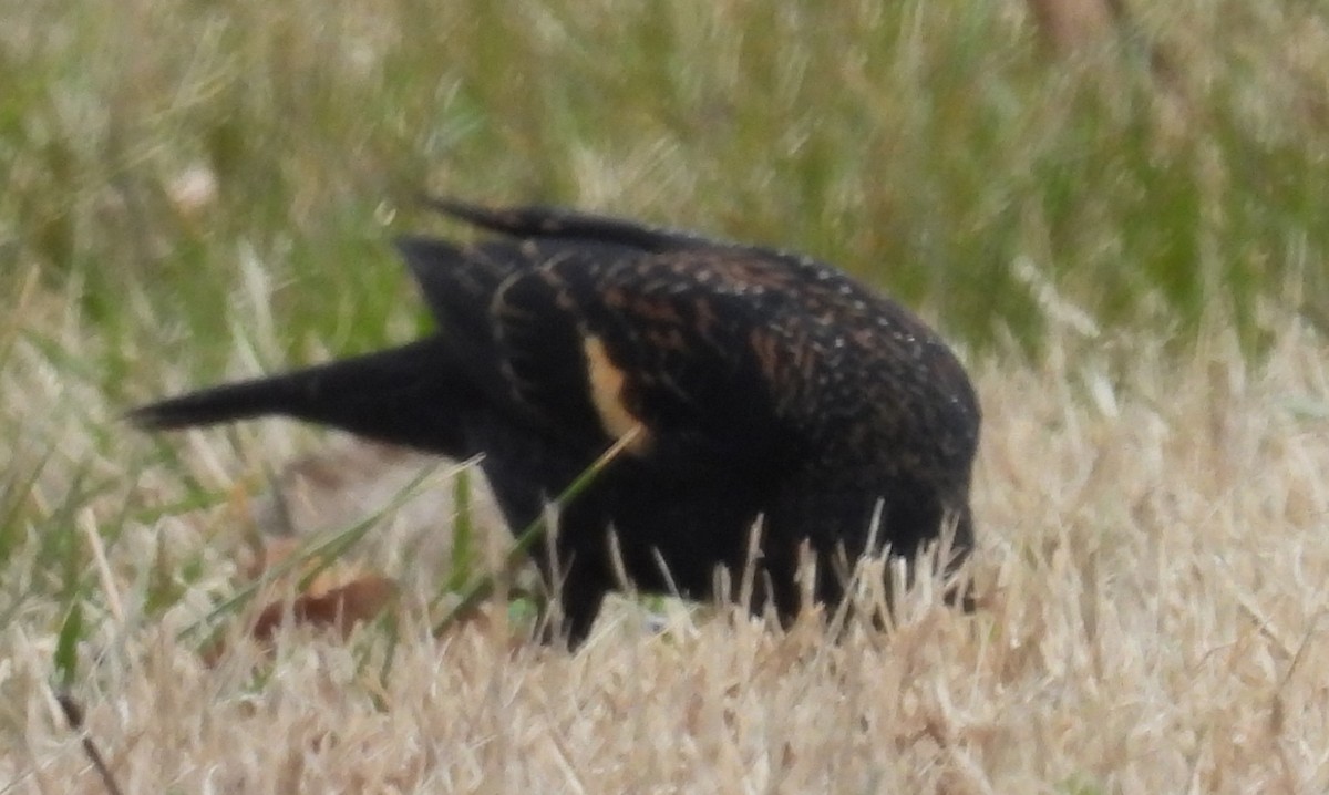 Red-winged Blackbird - ML614853268