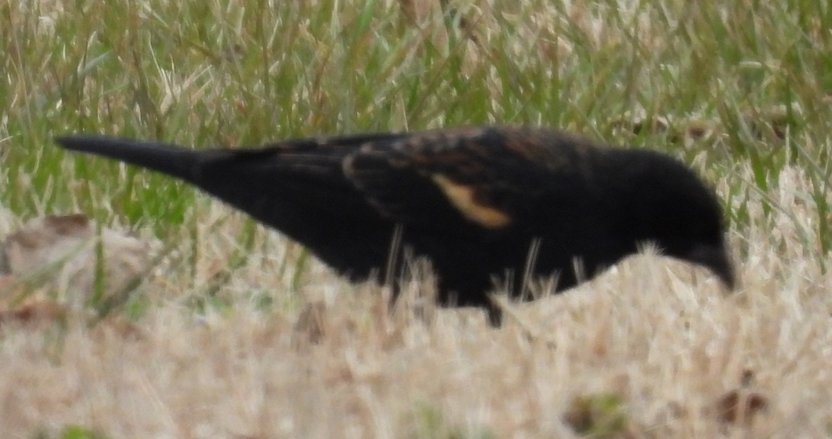Red-winged Blackbird - ML614853269