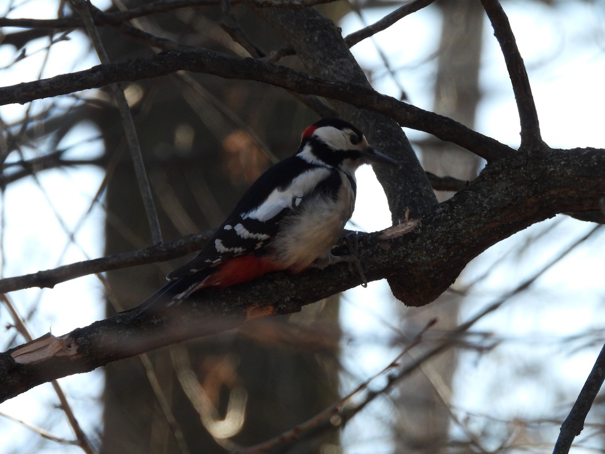 Great Spotted Woodpecker - ML614853275