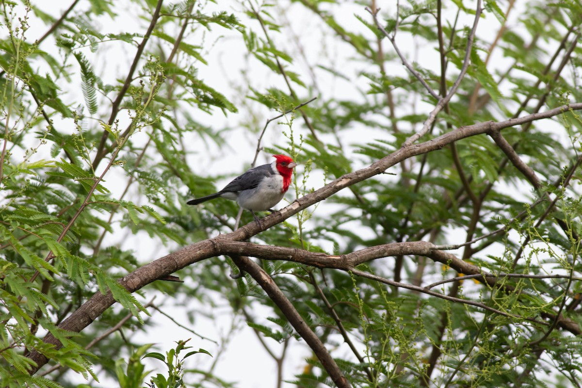 Red-crested Cardinal - ML614853317