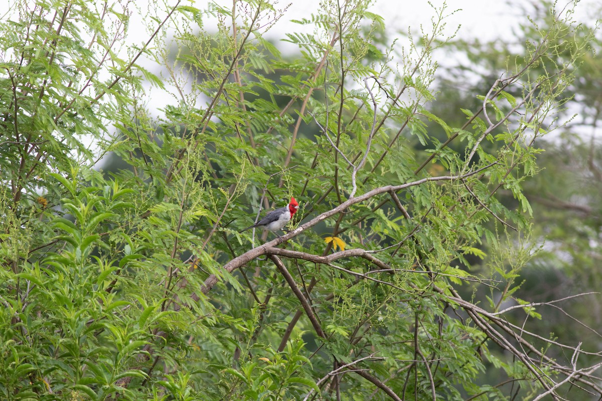 Red-crested Cardinal - ML614853319