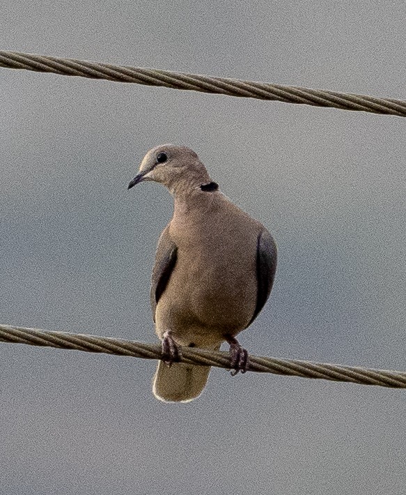 Ring-necked Dove - ML614853320