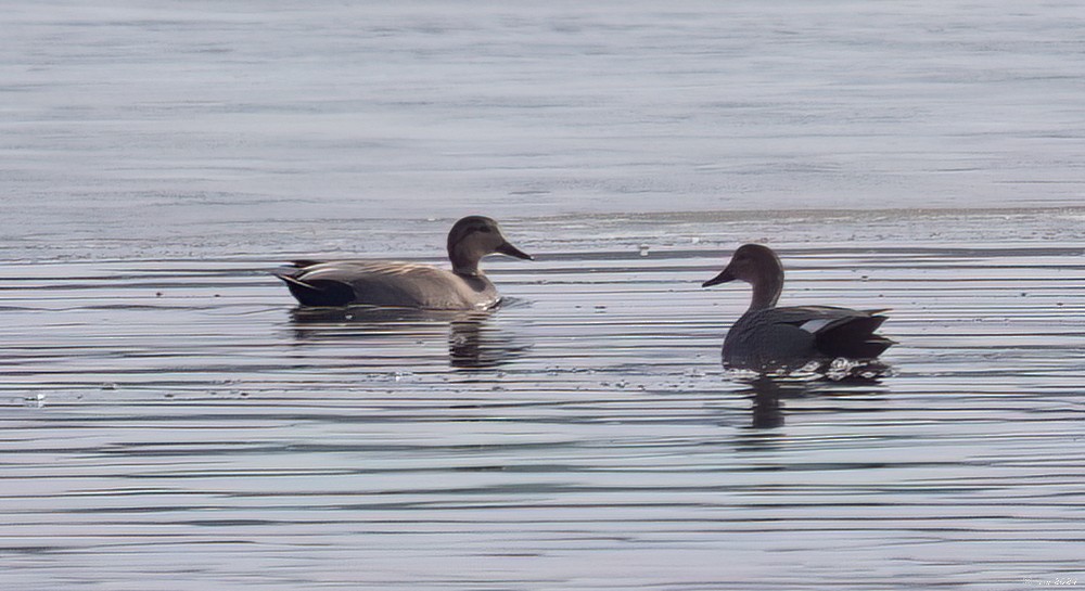 Gadwall - ML614853354