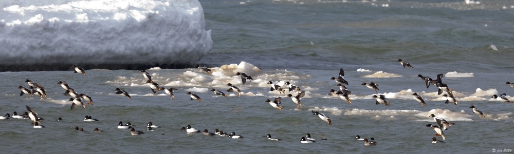 Common Goldeneye - ML614853399