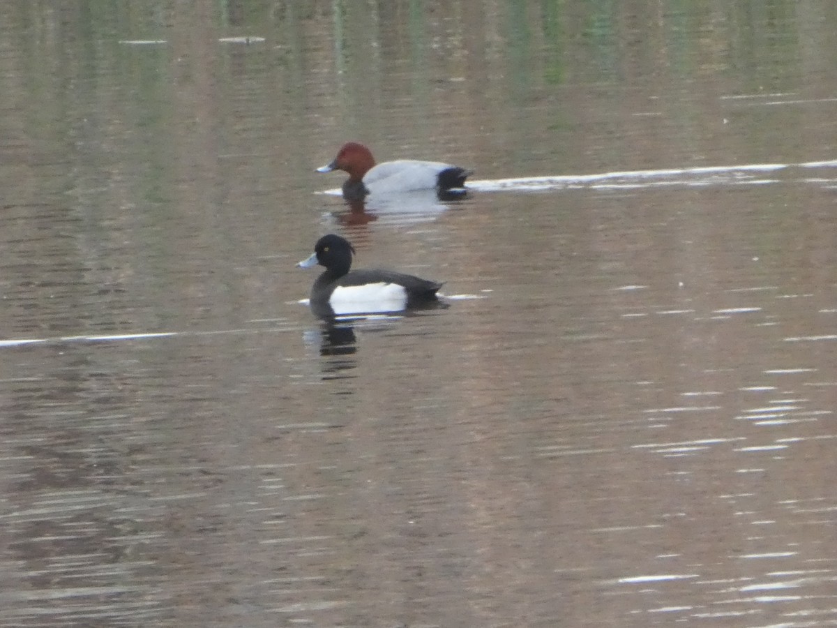 Tufted Duck - ML614853471