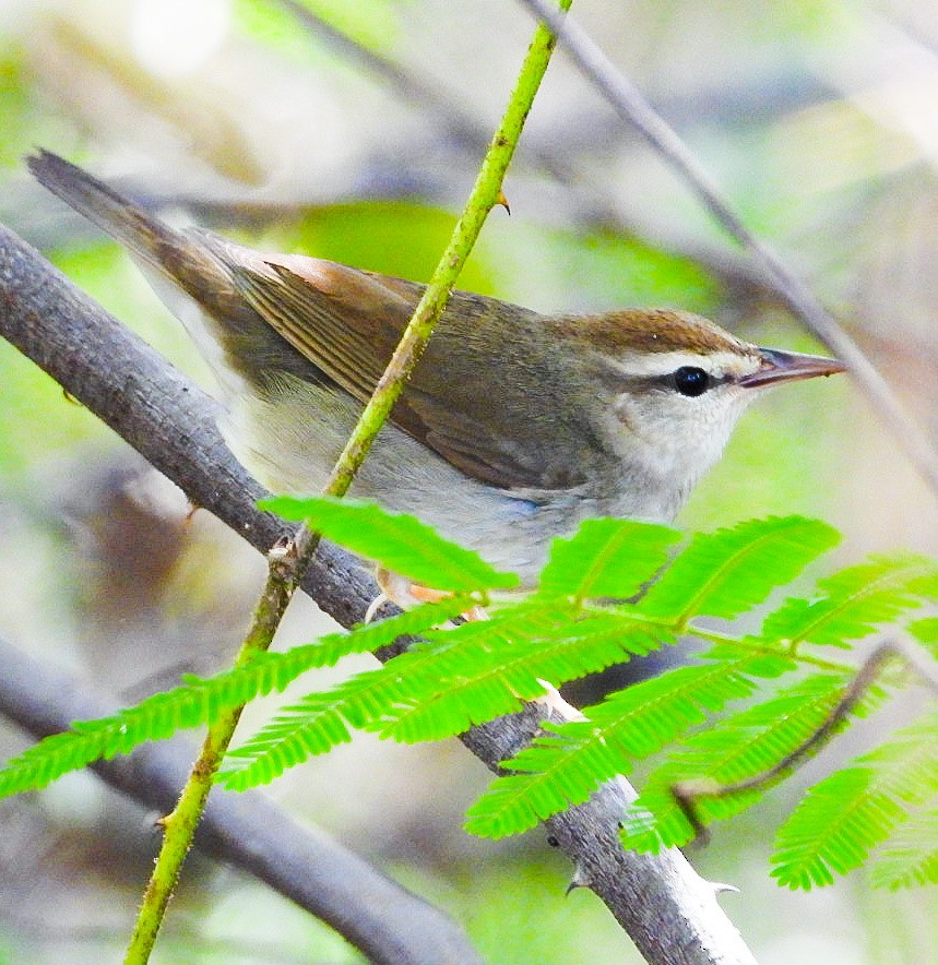 Swainson's Warbler - ML614853501