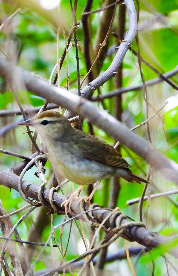 Swainson's Warbler - ML614853502