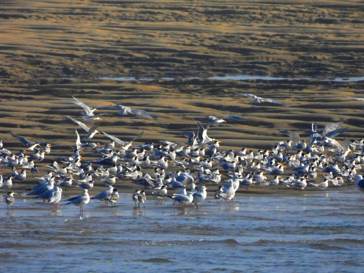 Lesser Crested Tern - Suchitra S