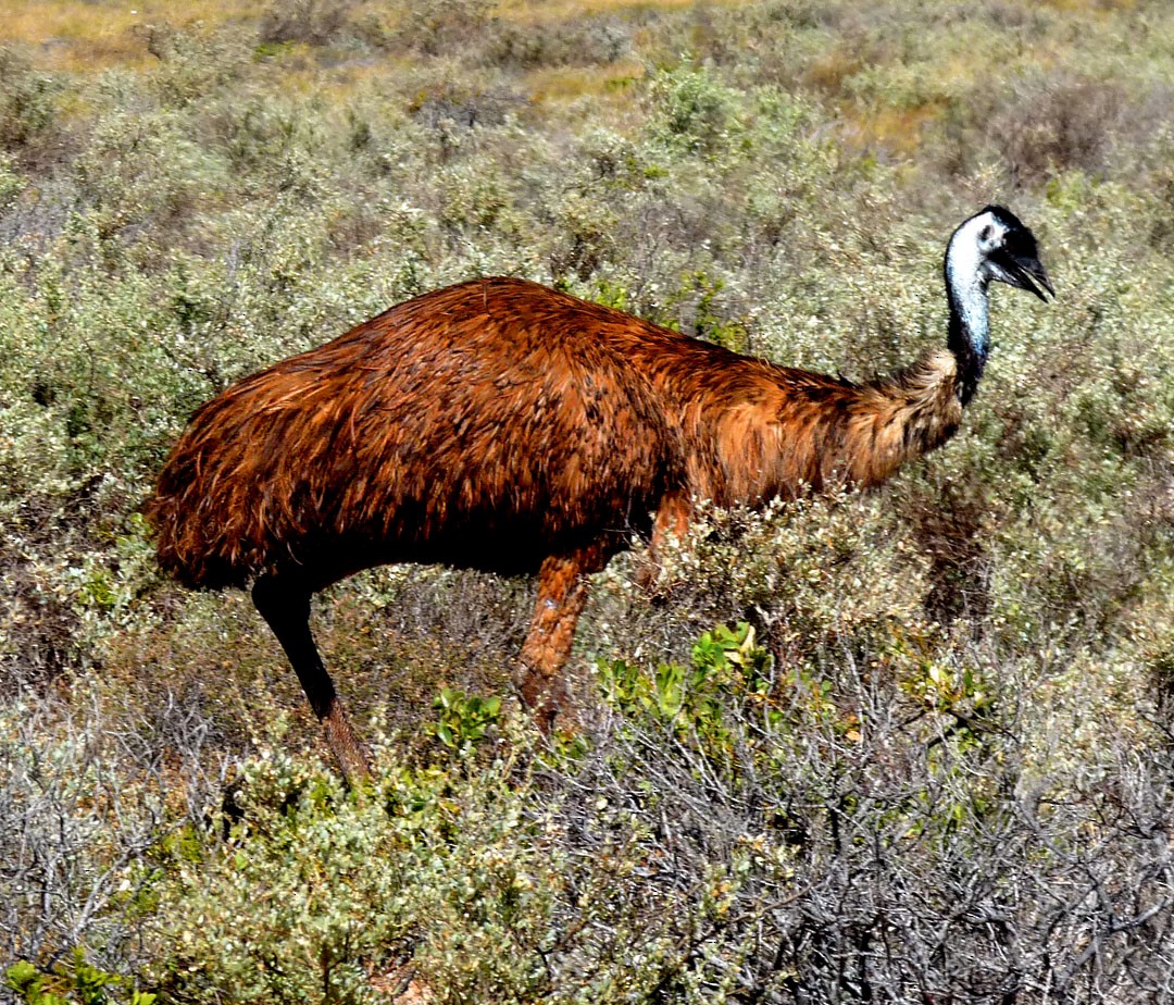 Emu - Arden Anderson