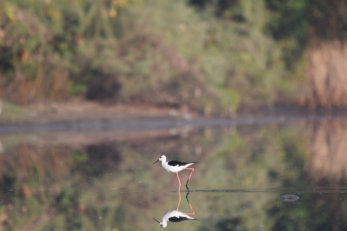 Black-winged Stilt - ML614853635