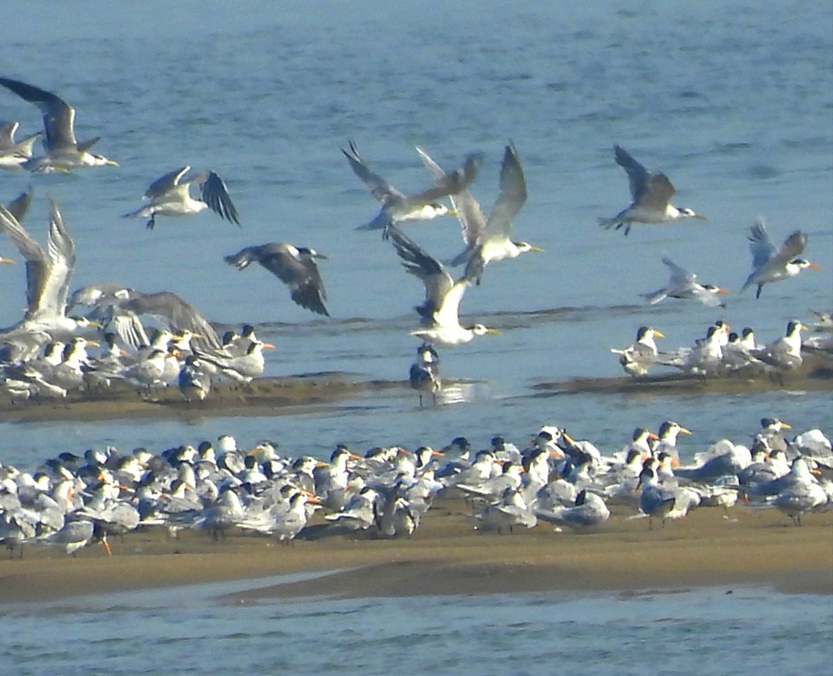 Great Crested Tern - Suchitra S