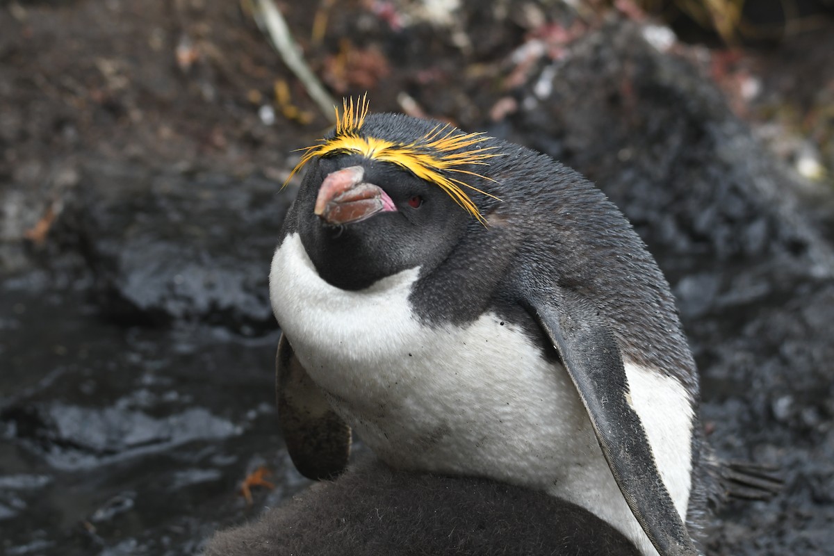 Macaroni Penguin - ML614853742