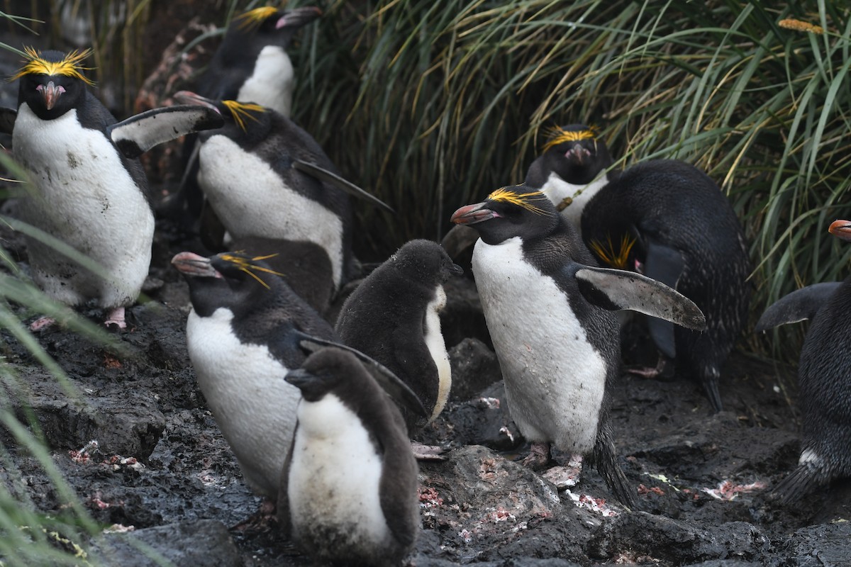 Macaroni Penguin - ML614853748