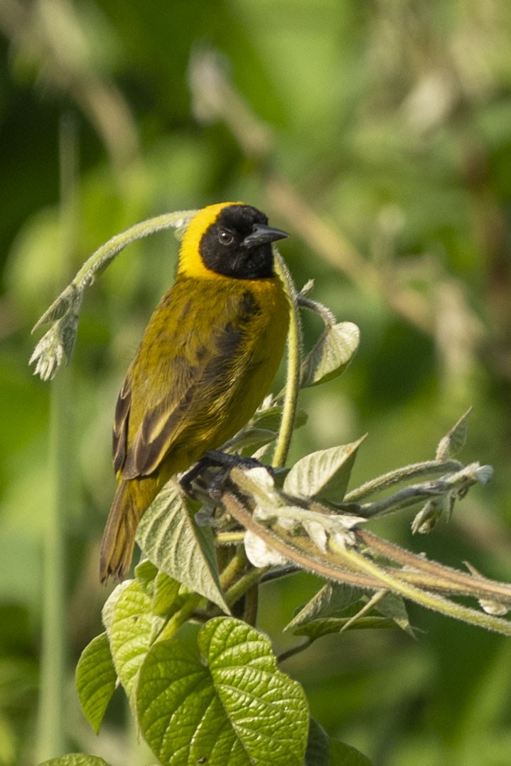 Slender-billed Weaver - ML614853750