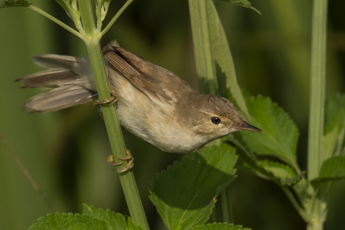 Acrocephalus sp. - ML614853759