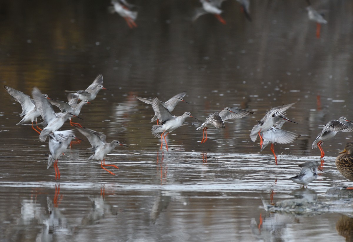 Spotted Redshank - ML614853778