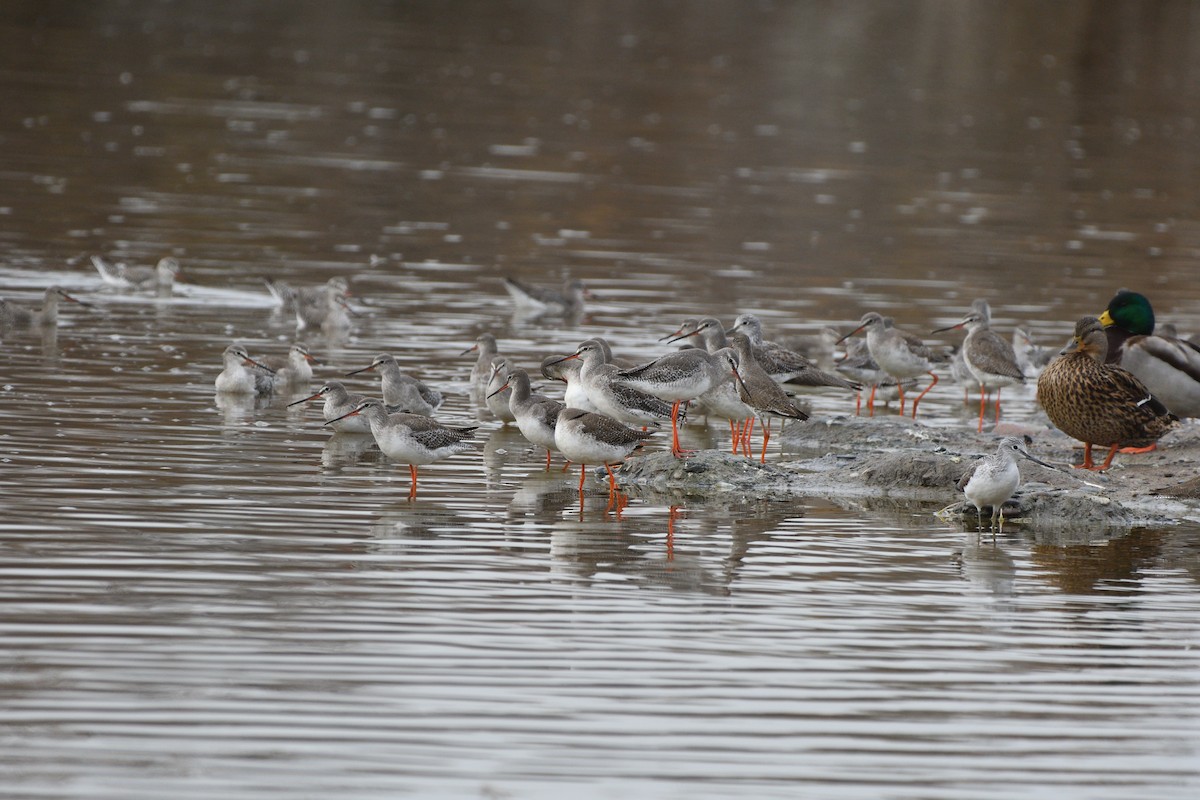 Spotted Redshank - ML614853779