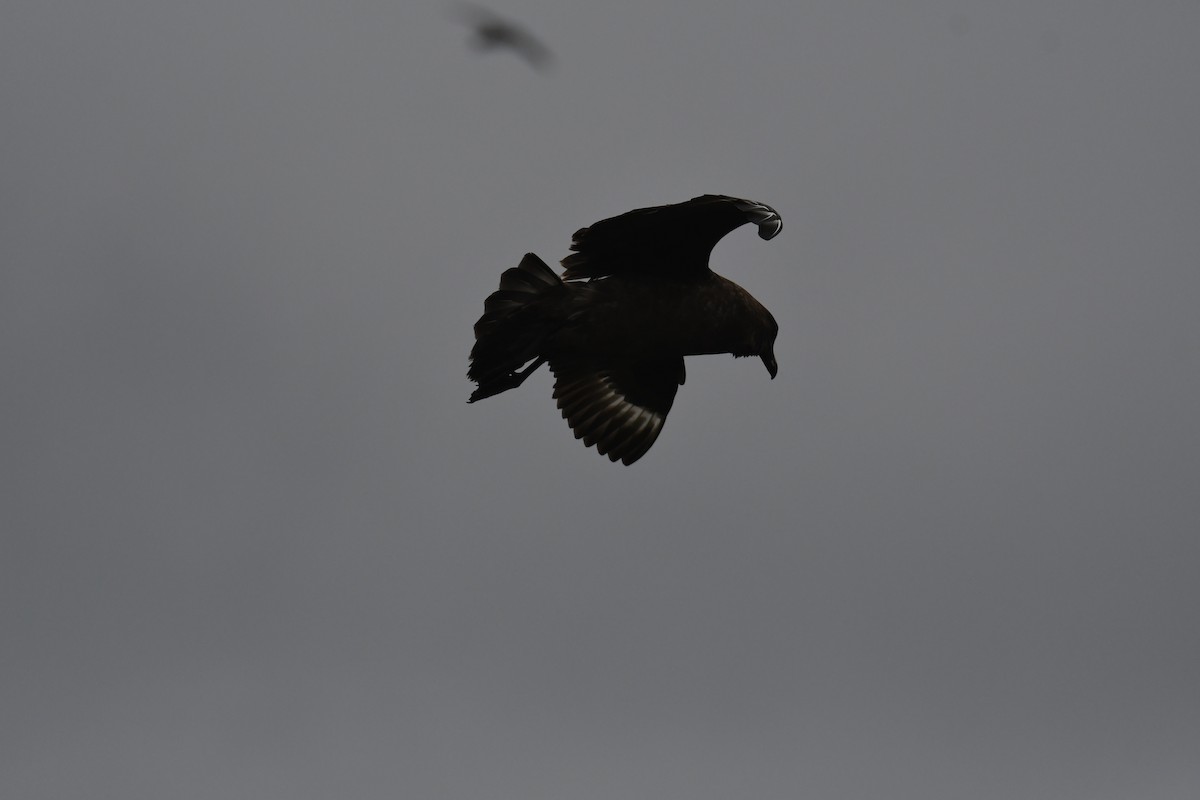 Brown Skua - John Cooper