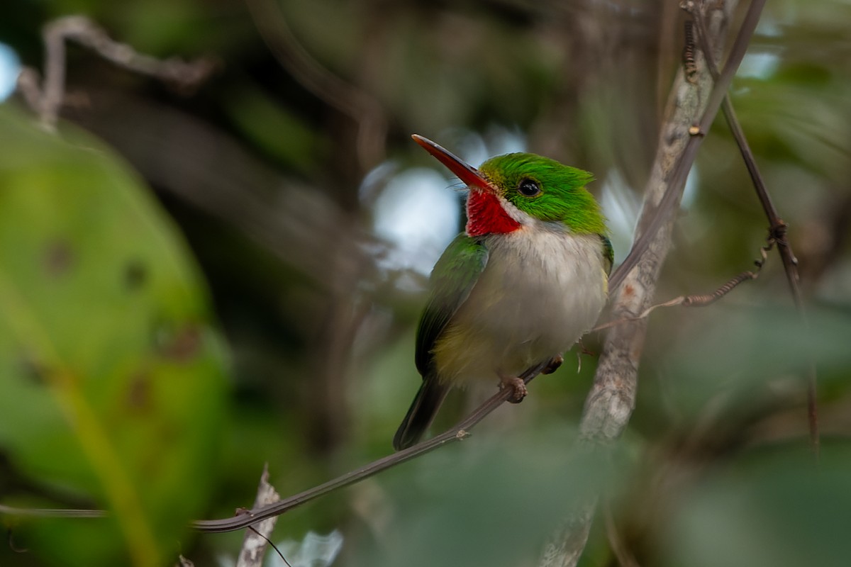 Puerto Rican Tody - ML614853845