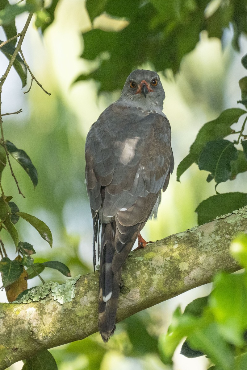 Little Sparrowhawk - ML614853870