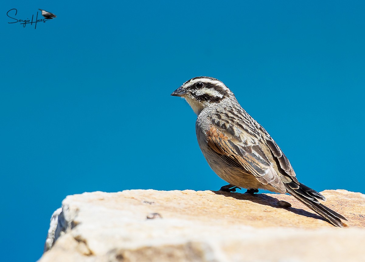 Cape Bunting - ML614853932