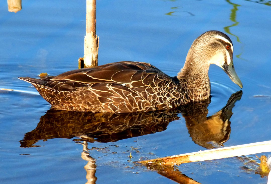 Pacific Black Duck - ML614853951