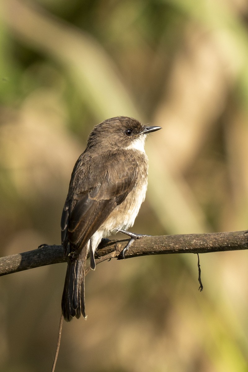 Swamp Flycatcher - Dinesh Kumar